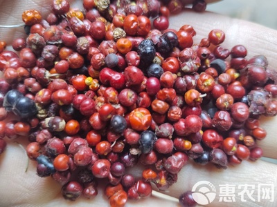 新产茜草种子 茜草籽 中药材种子 多年生 好种易管 耐寒耐旱