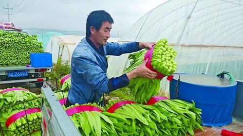 蔬菜基地采收忙