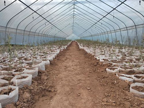 昔日小山村旧貌换新颜