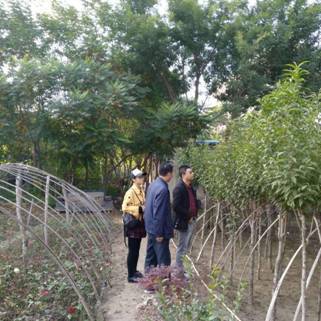 七里河区农林局深入企业办理 林木种子生产经营许可证