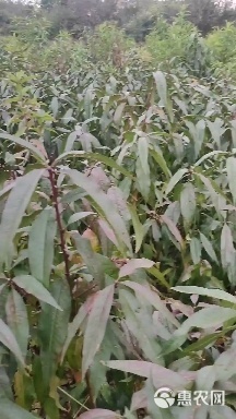 桃树苗 冬桃苗 雪桃苗 黄金蜜一号 基地供应 薄利多销