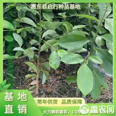 火力楠容器袋苗林木种子生产经营许可证持有商家 发货广东惠东