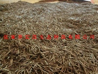 新毛竹种子市场价格与林木种子生产经营分析