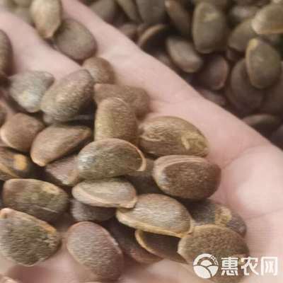 浙江绍兴柿子种子林木种子生产经营许可与供货指南